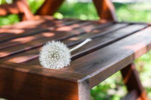 Dandelion seed head resting on a wooden surface outdoors.