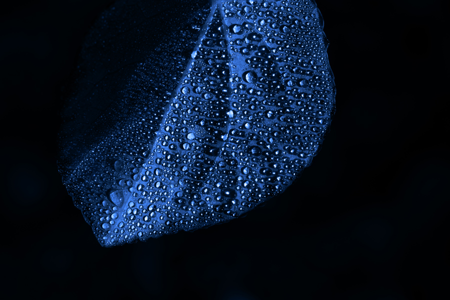 Liquid_UHS Blue leave on a black background with water drops